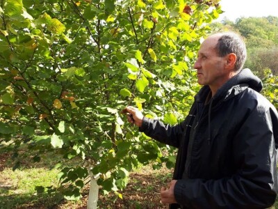 Zasadi lešnika sve brojniji u niškom kraju