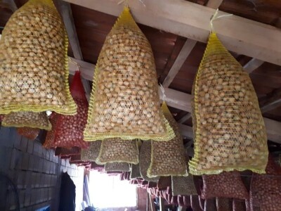 Zasadi lešnika sve brojniji u niškom kraju