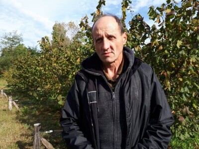 Zasadi lešnika sve brojniji u niškom kraju