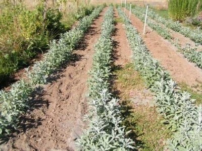 Zasađena mlada kadulja na vinodolskom području