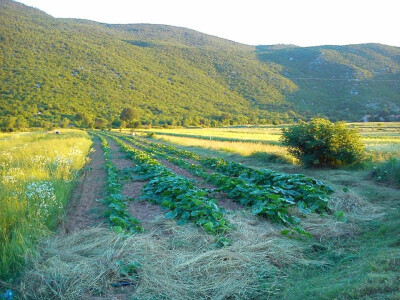 Uzgoj tikava u Mućkom polju OPG Plazibat