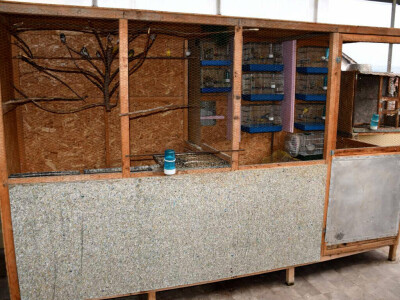 Zaštićene ptice češljugari nađene u stanu u Prokuplju