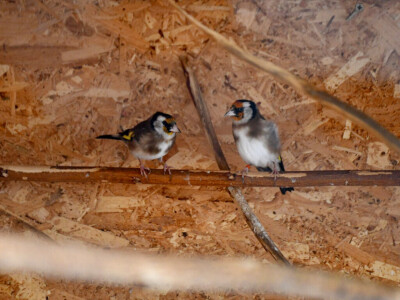 Zaštićene ptice češljugari nađene u stanu u Prokuplju