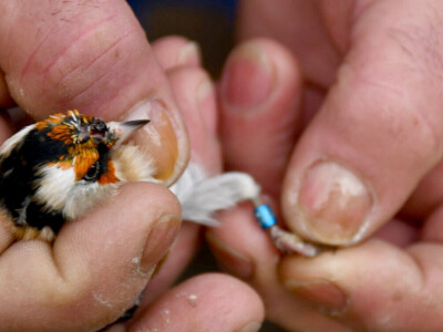Zaštićene ptice češljugari nađene u stanu u Prokuplju