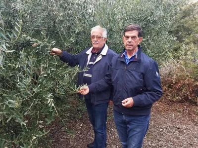 Zaštita izvornosti Dalmatinskog maslinovog ulja