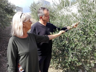 Zaštita izvornosti Dalmatinskog maslinovog ulja Zaštita izvornosti Dalmatinskog maslinovog ulja