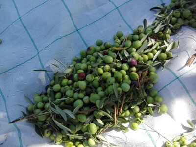 Zaštita izvornosti Dalmatinskog maslinovog ulja Zaštita izvornosti Dalmatinskog maslinovog ulja