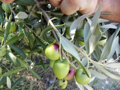 Zaštita izvornosti Dalmatinskog maslinovog ulja Zaštita izvornosti Dalmatinskog maslinovog ulja