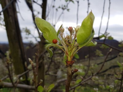 Zaštita krušaka i šljiva Zaštita krušaka i šljiva