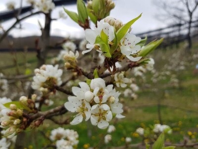 Zaštita krušaka i šljiva Zaštita krušaka i šljiva