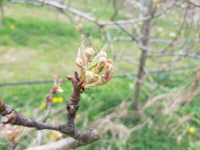 Zaštita krušaka i šljiva Zaštita krušaka i šljiva