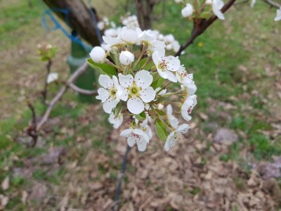 Zaštita krušaka i šljiva Zaštita krušaka i šljiva