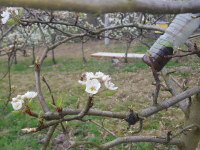 Zaštita krušaka i šljiva Zaštita krušaka i šljiva