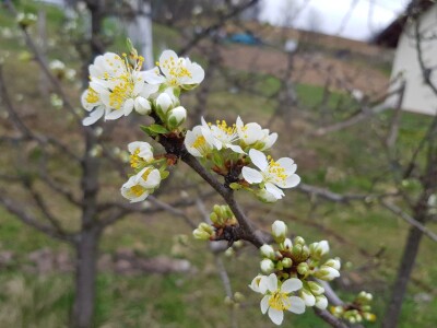 Zaštita krušaka i šljiva Zaštita krušaka i šljiva