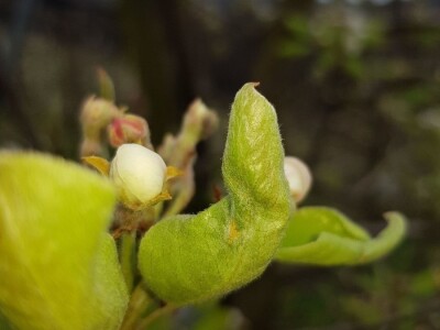 Zaštita krušaka i šljiva Zaštita krušaka i šljiva