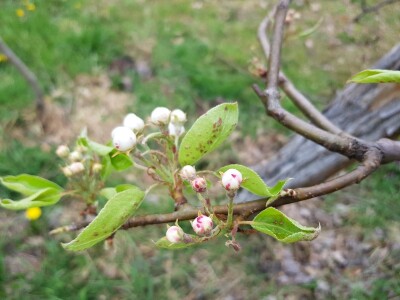 Zaštita krušaka i šljiva Zaštita krušaka i šljiva