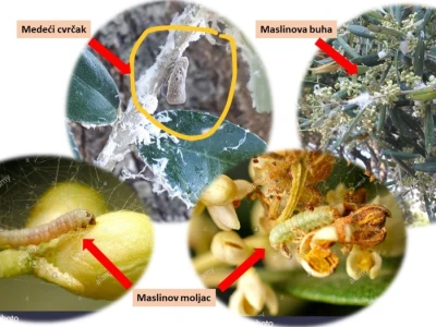 Zaštita maslina