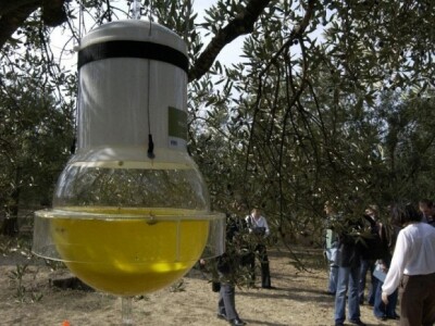 Zaštita maslina u Dalmaciji