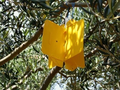 Zaštita maslinova ploda od maslinove muhe