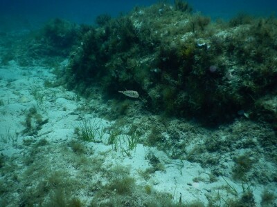 Zaštita mora Zaštita mora