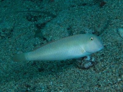 Zaštita mora Zaštita mora