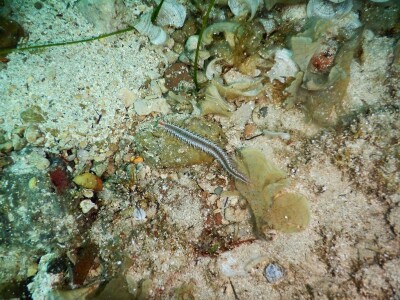 Zaštita mora Zaštita mora