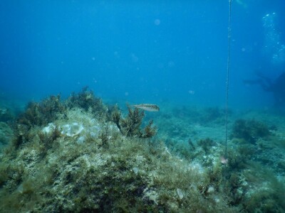 Zaštita mora Zaštita mora