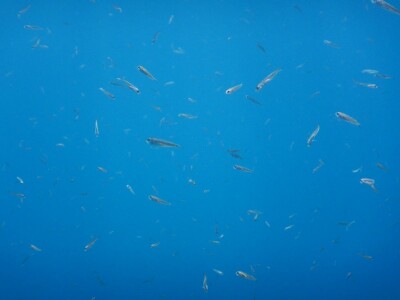 Zaštita mora Zaštita mora