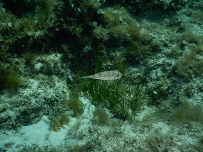 Zaštita mora Zaštita mora