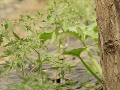 Zaštita od plamenjače