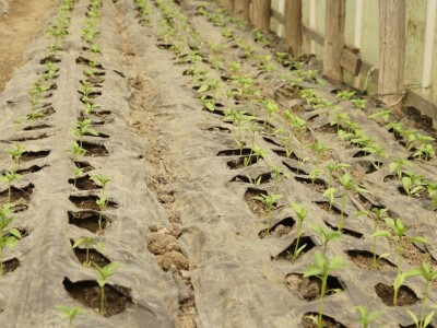 Zaštita od plamenjače