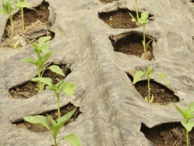 Zaštita od plamenjače