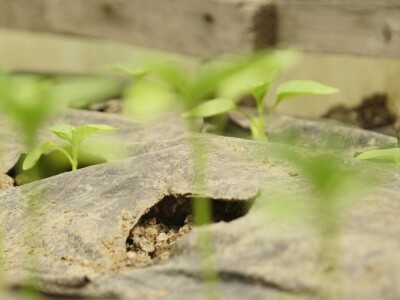 Zaštita od plamenjače