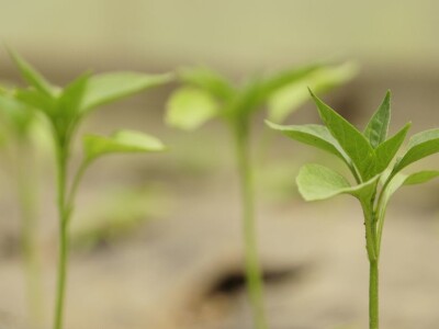 Zaštita od plamenjače