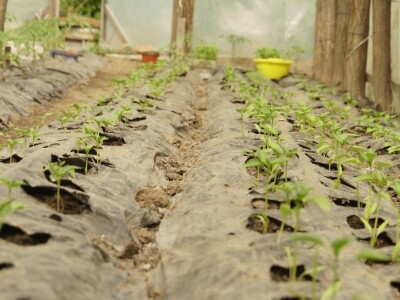 Zaštita od plamenjače