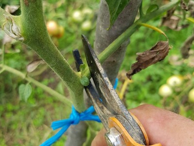 Zaštita paradajza od plamenjače