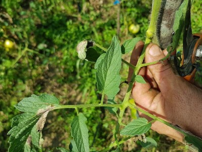 Zaštita paradajza od plamenjače