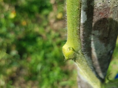 Zaštita paradajza od plamenjače