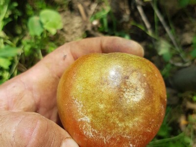 Zaštita paradajza od plamenjače