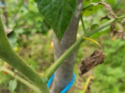 Zaštita paradajza od plamenjače