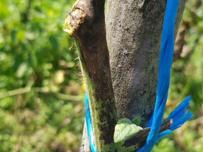 Zaštita paradajza od plamenjače