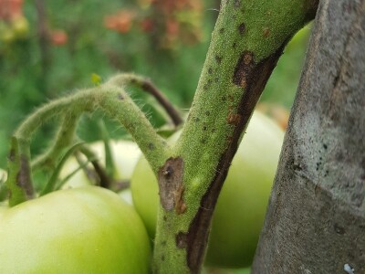 Zaštita paradajza od plamenjače