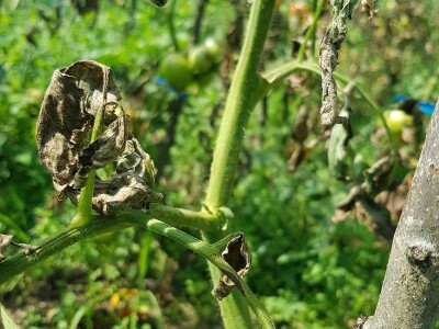 Zaštita paradajza od plamenjače