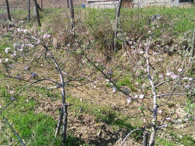 Zaštita voća od bolesti i štetočina