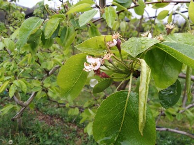 Zaštita voća od bolesti i štetočina