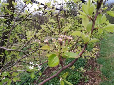 Zaštita voća od bolesti i štetočina