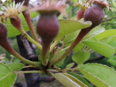 Zaštita voća od bolesti i štetočina