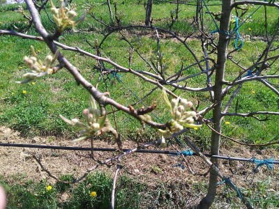 Zaštita voća od bolesti i štetočina