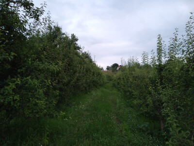 Zaštita voća od bolesti i štetočina