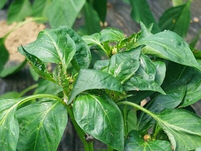 Zaštitite paprike od lisnih ušiju i bijelih mušica